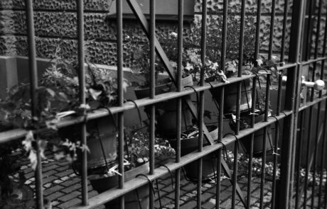 Franka_Solida_III_test_image_5 Franka Solida III photo of flowers shot on fomapan 100 classic test image